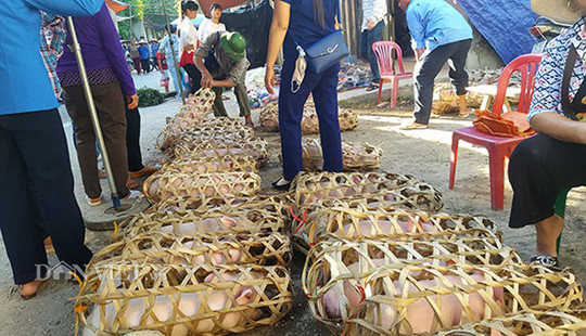 Ngăn chặn buôn lậu, vận chuyển, kinh doanh lợn không rõ nguồn gốc