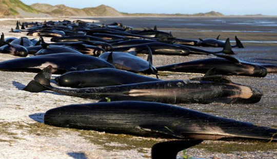 145 con cá voi mắc cạn và thiệt mạng trên biển New Zealand
