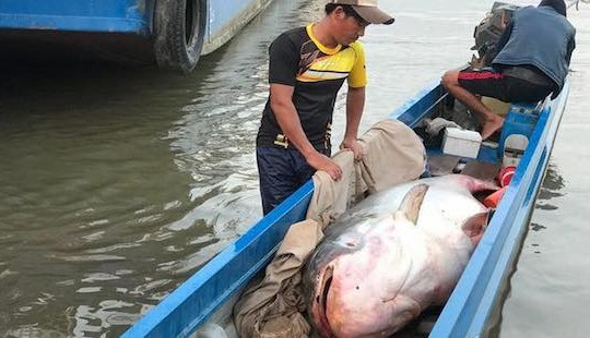 Cá tra nặng hơn 200kg từ Campuchia về Việt Nam bán gần 90 triệu đồng