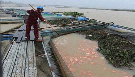 Quảng Nam: 40 lồng cá bị nước lũ cuốn trôi vì mưa lớn kéo dài