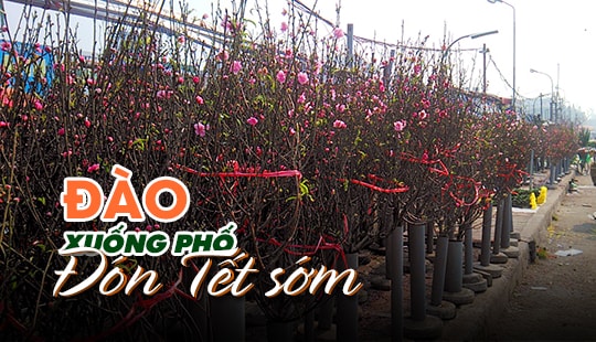 Đào xuống phố, bung nở khoe sắc đón Tết sớm