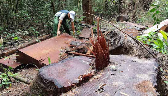 Bảo vệ rừng thuê người chặt gỗ để "bịt đường" lâm tặc
