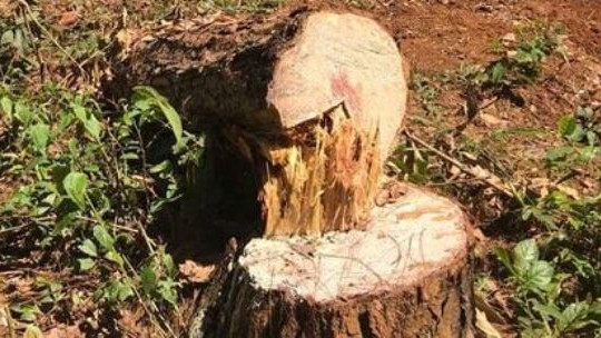 Chặt cây cổ thụ trái quy định, Chủ tịch UBND xã Lũng Cao bị cảnh cáo
