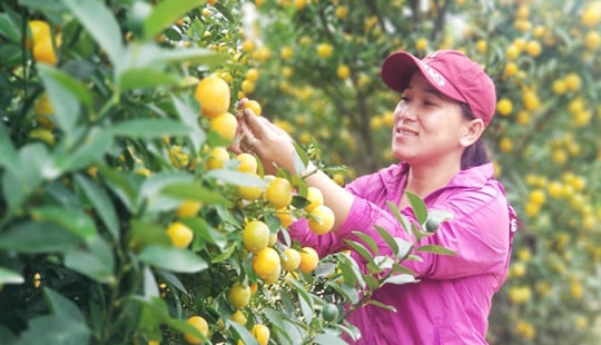 Nông dân Hội An vui mừng vì quất cảnh được giá