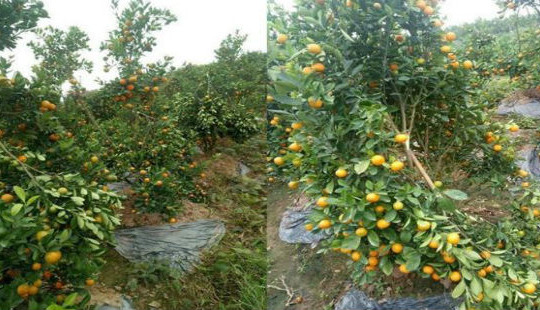 Hàng chục cây quất cảnh bị kẻ gian chặt phá
