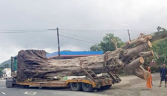 Tạm giữ xe đầu kéo chở cây ''siêu khủng’’, giấy tờ không hợp lệ