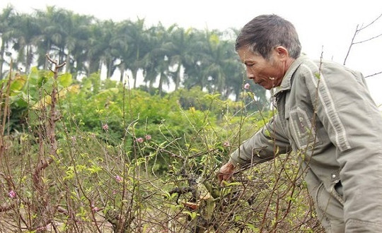 Một chủ vườn uống thuốc sâu tự tử sau vụ phá vườn đào ở Bắc Ninh