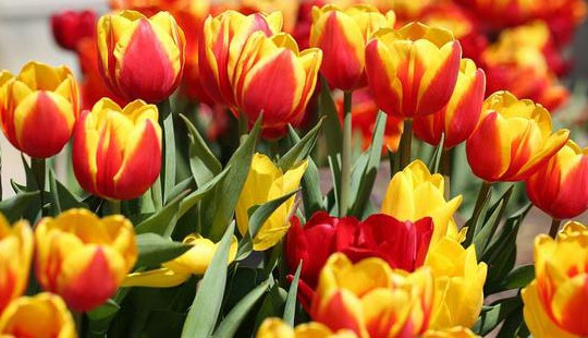 Ngỡ ngàng vẻ đẹp quyến rũ của hoa đào chuông trên đỉnh Bà Nà