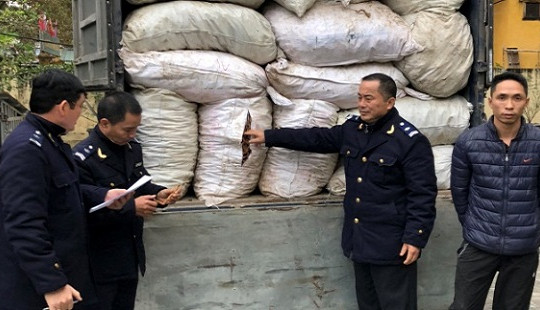 Tạm giữ hơn 5 tấn ba kích không giấy tờ hợp pháp