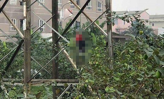 Thi thể người đàn ông treo cổ trên cột điện cao thế, hai tay bị trói