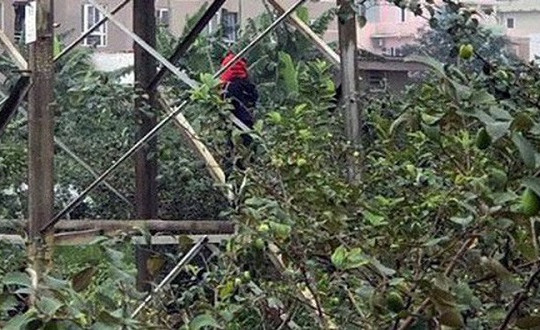 Hé lộ nội dung thư tuyệt mệnh của thanh niên treo cổ trên cột điện cao thế
