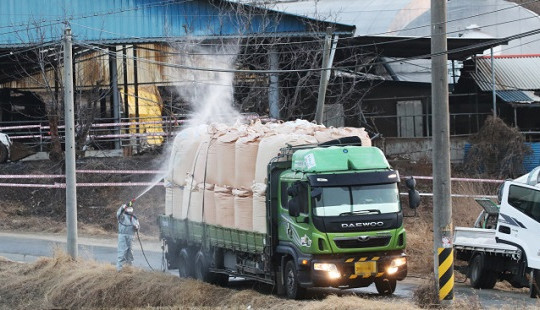 Dịch lở mồm long móng đã bắt đầu bùng phát tại Hàn Quốc