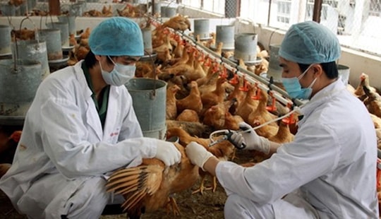 2 người bị viêm phổi nặng nghi ngờ nhiễm cúm gia cầm