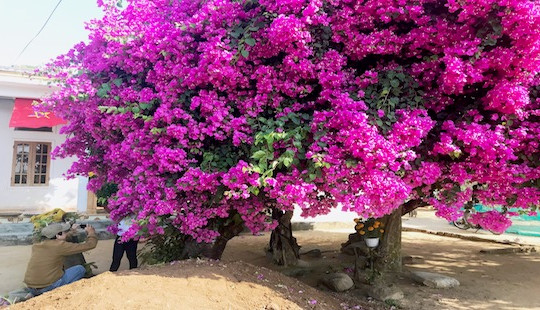 Du khách nườm nượp kéo đến chiêm ngưỡng cây hoa giấy “độc nhất vô nhị” trên đảo Lý Sơn