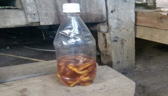 Uống rượu ngâm rễ cây và ăn nấm lạ, 4 người bị ngộ độc cấp cứu