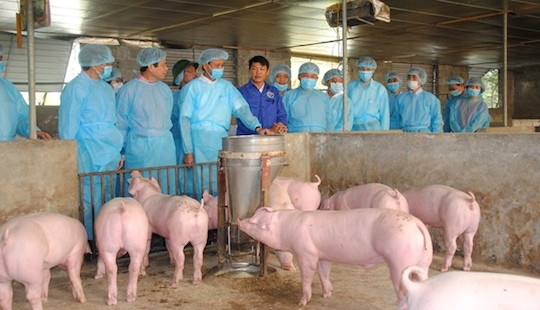 Bộ Y tế khẳng định bệnh tả lợn châu Phi không gây bệnh trên người