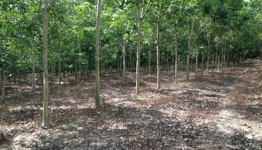 Khởi tố 4 cán bộ huyện cấp đất rừng 135 cho vợ nguyên Bí thư