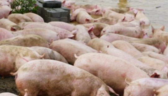 Khẩn trương triển khai các giải pháp cấp bách khống chế bệnh dịch tả lợn Châu Phi