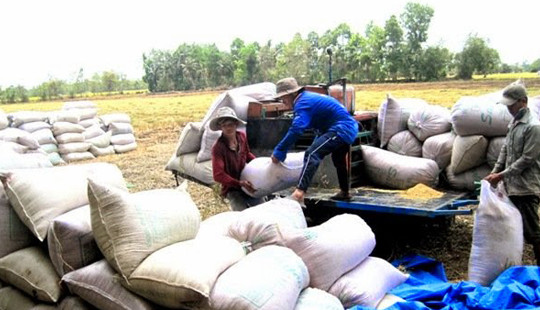 Giá lúa gạo đã tăng lên đáng kể