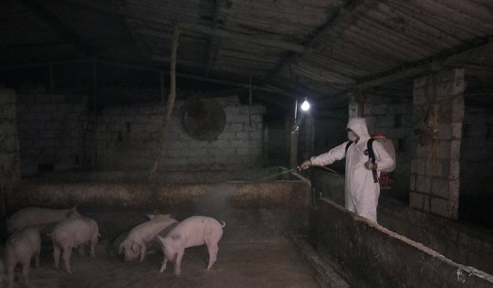 Hải Dương: Tiêu hủy số lượng lớn lợn bị mắc dịch tả lợn Châu Phi