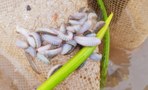 Dùng ánh sáng dẫn dụ để xử lý hung thủ hại ngao