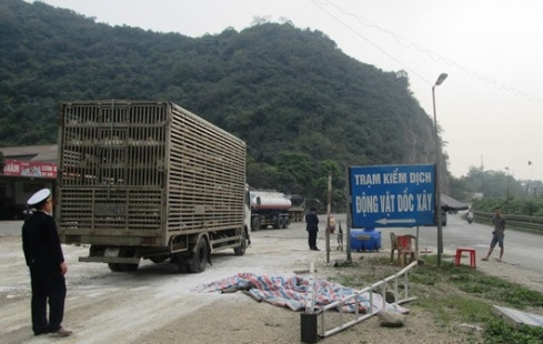 Căng mình chống dịch tả lợn Châu Phi
