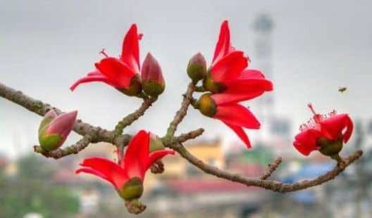 Thổn thức hoa gạo tháng ba