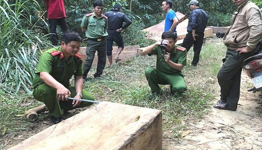 Khởi tố 3 đối tượng chặt hạ 10 cây gỗ hàng trăm năm tuổi