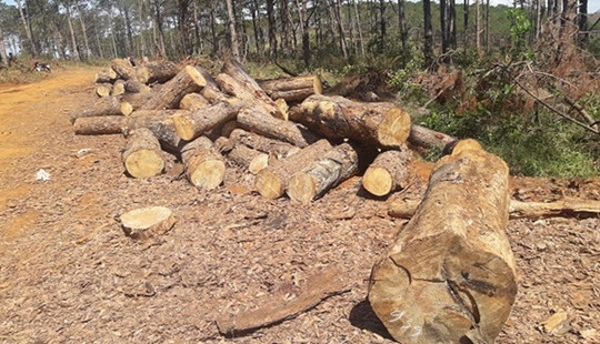 Chủ tịch xã nhận 350 triệu đồng để tiếp tay cho lâm tặc phá rừng cộng đồng