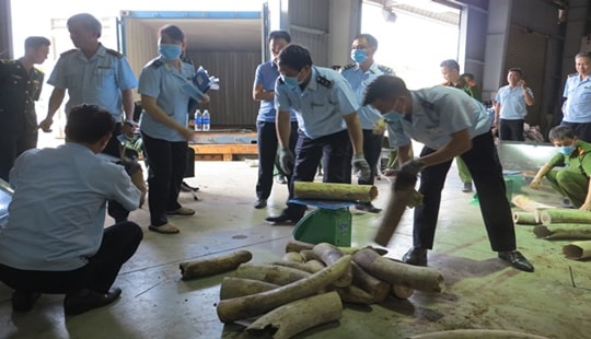 Hải quan Đà Nẵng bắt giữ hơn 9,1 tấn nghi ngà voi