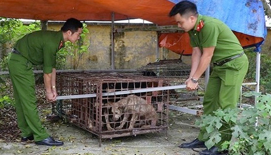 Bắt nhốt đàn chó cắn bé trai 7 tuổi tử vong để xét nghiệm bệnh dại