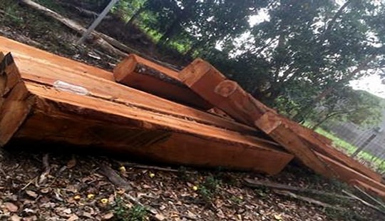 Xử phạt đối tượng vận chuyển gỗ trái phép