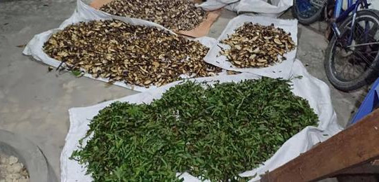 Điều bí ẩn của bài thuốc nam chữa dứt điểm bệnh dạ dày, đại tràng của lương y Nguyễn Thị Ngọc Hà