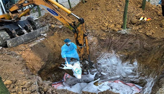 Tỉnh đầu tiên công bố hết dịch tả lợn châu Phi
