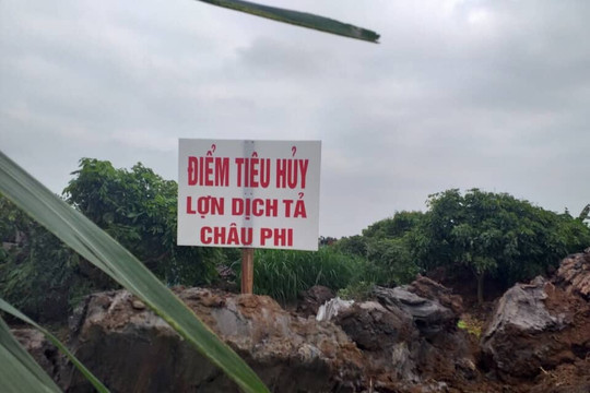 Hải Dương: Dịch tả lợn Châu Phi bùng phát trở lại