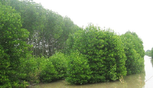Nam thanh niên tử vong khi chạy vào rừng trốn cảnh sát