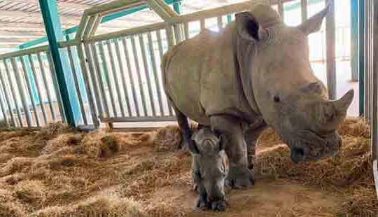 Vinpearl Safari Phú Quốc  - 17 ngày đón 2 cá thể tê giác quý chào đời