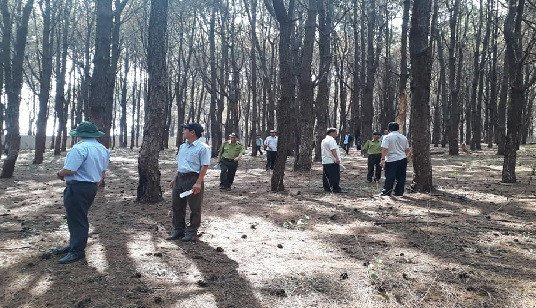 Phó Chủ tịch tỉnh Gia Lai đi thị sát rừng thông cổ thụ bị “bức tử”