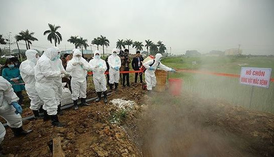 Hà Nội tiêu hủy gần 32.000 con lợn mắc bệnh dịch tả lợn châu Phi