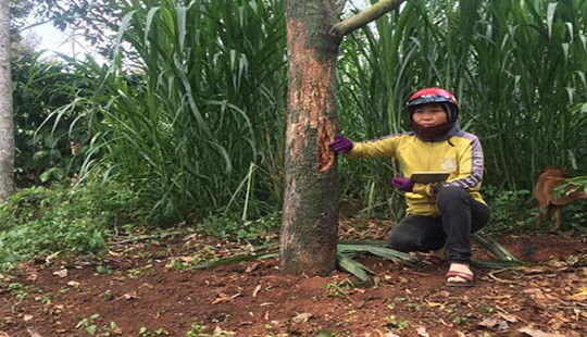 Vườn sầu riêng tiền tỷ của người dân bị kẻ gian đầu độc