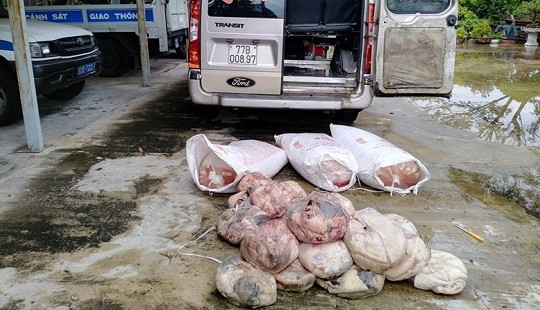 Quảng Nam: Bắt giữ xe khách chở 5 tạ thịt động vật hôi thối