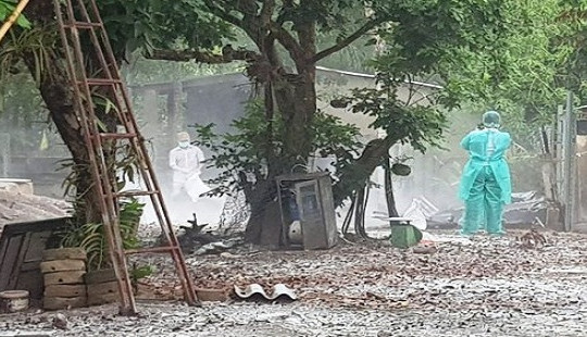 Phát hiện ba ổ dịch tả lợn châu Phi ở Bình Phước
