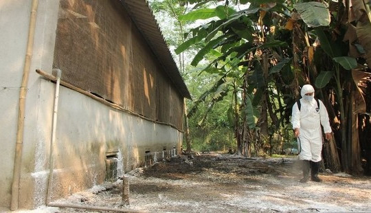 Huế: Bùng phát dịch tả lợn Châu Phi sau gần một tuần tuyên bố hết dịch