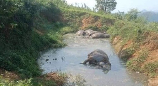 Hòa Bình: 5 con trâu chết bất thường trong vũng nước