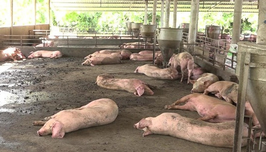 Tiêu hủy hơn 1.200 con lợn nhiễm dịch tả lợn châu Phi ở Hậu Giang