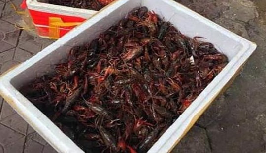 Tổng cục Hải quan tăng cường kiểm soát tôm hùm càng đỏ
