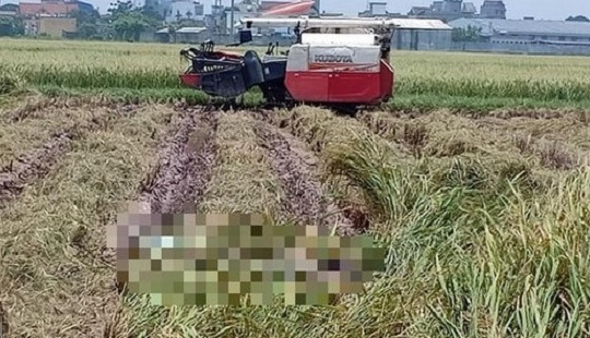 Phát hiện thi thể người đàn ông dưới ruộng lúa