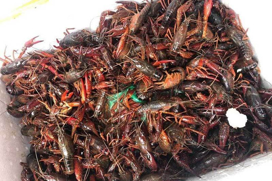Ban chỉ đạo 389 Quốc gia tăng cường kiểm soát, truy quét tôm hùng đất