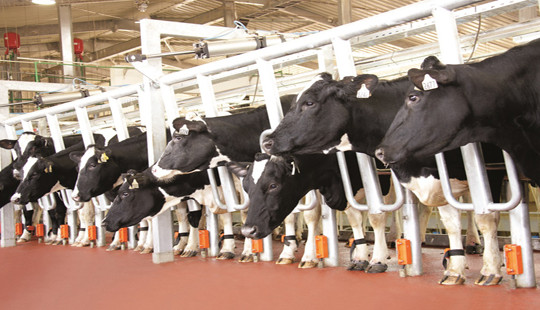 Sữa TH đưa công nghệ cao trong chăn nuôi bò sữa đến khắp mọi miền