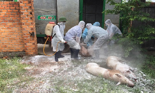 Xuất hiện ổ dịch tả lợn châu Phi ở Đắk Lắk